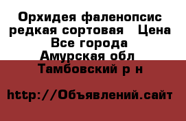 Орхидея фаленопсис редкая сортовая › Цена ­ 800 - Все города  »    . Амурская обл.,Тамбовский р-н